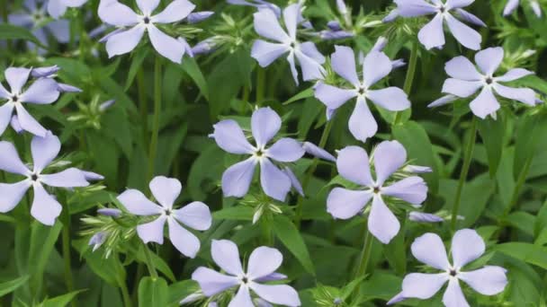 Blauwe Phlox divaricata bloemen close-up — Stockvideo