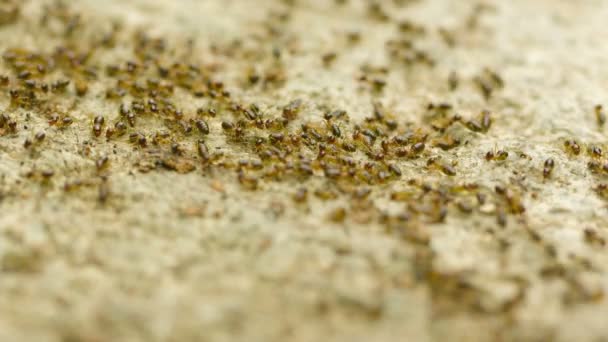 Les termites sont affectés par la circulation sur la route — Video