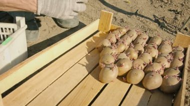 Dikkatlice yerleştirilen bir kutu içinde patates tohumu