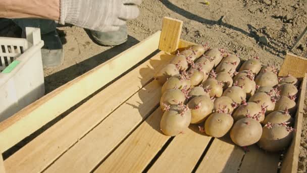 La semilla de las patatas escrupulosamente puesta en la caja — Vídeos de Stock