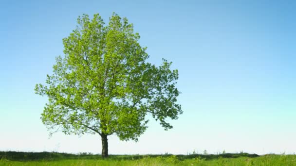 Einsamer großer Baum auf einem Feld vor Himmelshintergrund — Stockvideo