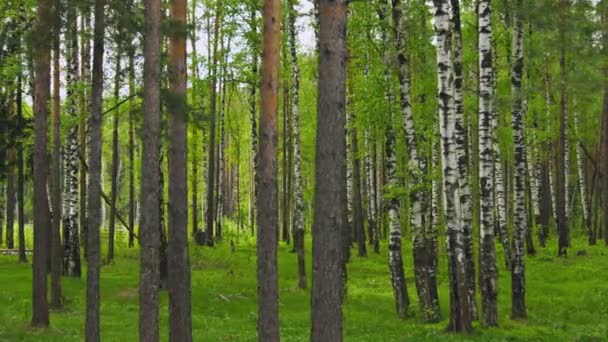 Floresta mista. Pinheiros e bétulas — Vídeo de Stock