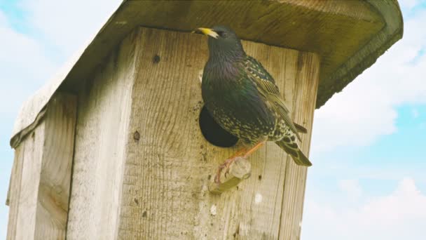 Starling si siede su una casetta per uccelli — Video Stock