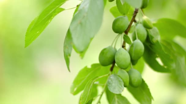 Unripe plums on the branches of a tree