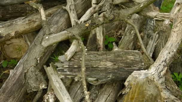 Högen av murket trä i en ekskog — Stockvideo
