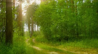 Neşeli küçük kız bir bisiklet üzerinde güneş çam ormanı ile gidiyor