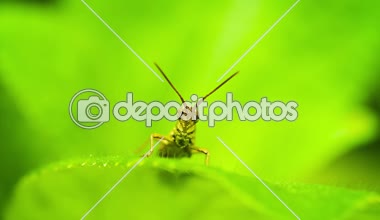 Küçük çekirge oturan bir bitkinin yaprak yakın çekim