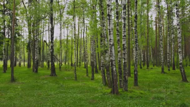 Birchwood journée d'été 