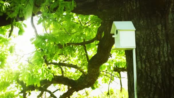 Maison d'oiseaux sur le tronc d'un grand chêne — Video