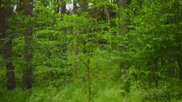 Verticale pan. Dennenbos gedurende de dag — Stockvideo