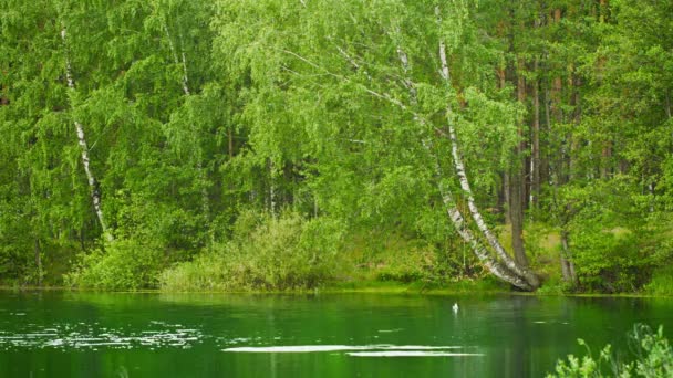 Lago del bosque en Rusia central — Vídeos de Stock