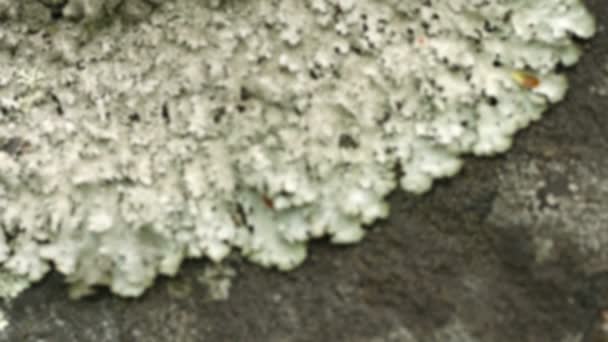 Lichen na povrchu skály v severních lesích — Stock video
