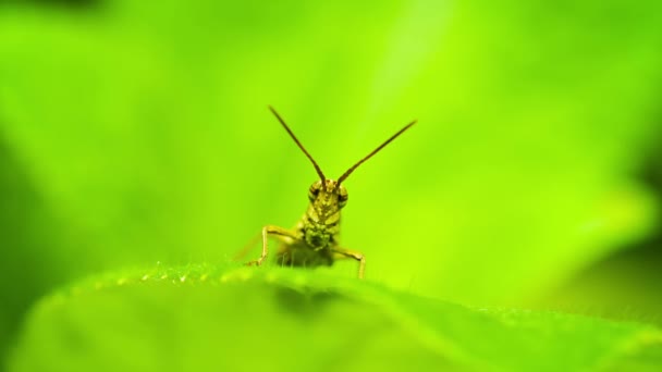 上に座って小さなバッタが植物の葉をクローズ アップ — ストック動画