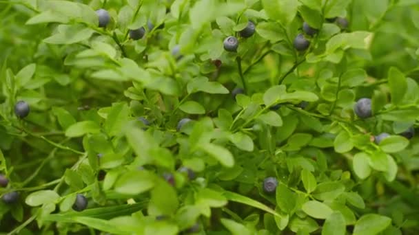 Blueberries on the bush in the forest close-up — Stock Video