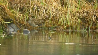 Çizgili kum kuşu (Calidris melanotos) suya yakın
