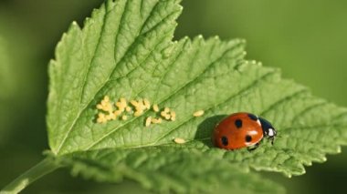 Coccinella septempunctata (yedi-spot uğur böceği) ile yumurta yaprak yeşil üzerinde