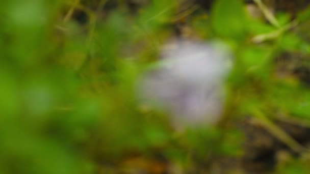 Viola renifolia. Blomma på nära håll — Stockvideo