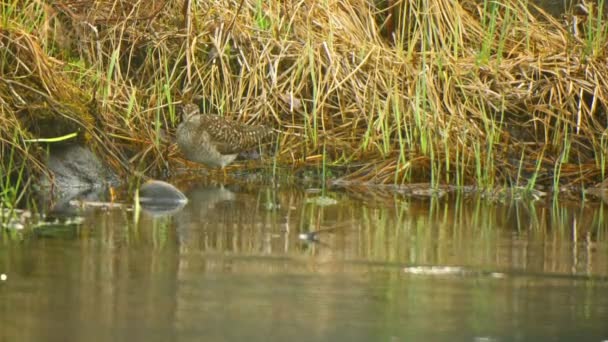 Jespák (Calidris melanotos) poblíž vody — Stock video