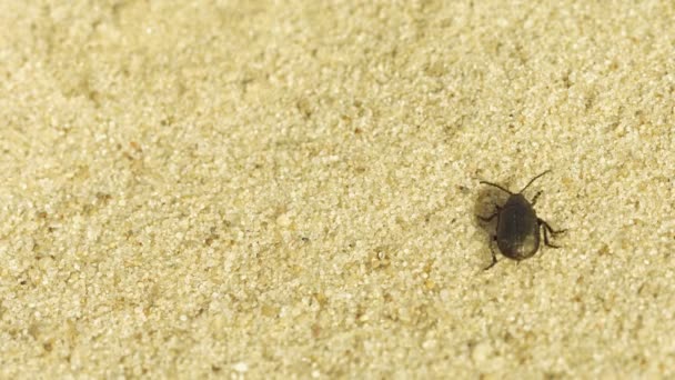Pequeno besouro preto que atravessa a areia - macro — Vídeo de Stock