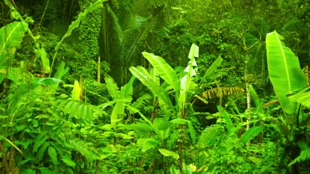 Kreupelhout van palmen. bananen en andere kruiden in de tropische bos van Thailand — Stockvideo