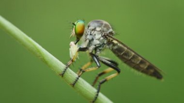 Asilidae (hırsız sinek) av bir çim üzerinde. Tayland. Phuket