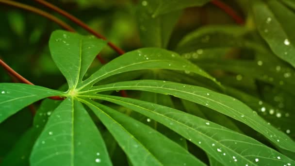 Bladen av tropisk växt med droppar vatten. Thailand. Phuket — Stockvideo