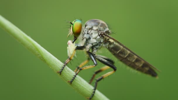 Asilidae (perampok terbang) di atas rumput bersama mangsa. Thailand. Phuket — Stok Video