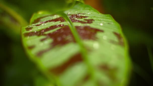 Variegated Leaf with Dew Drops in Thailand in Rack Focus — Stock Video