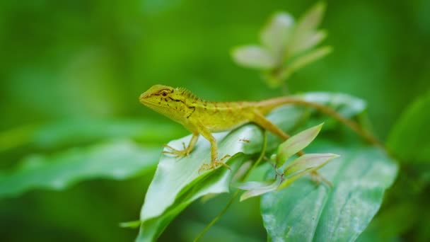 Pequeño lagarto salvaje en una planta tropical. Tailandia. Isla de Phuket — Vídeo de stock