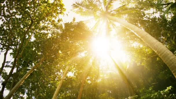 Rayons de soleil à travers les arbres tropicaux et les palmiers — Video