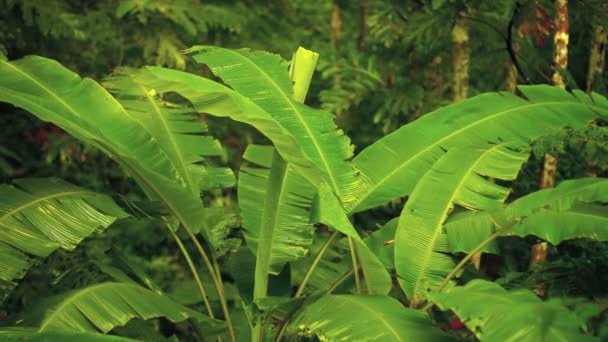 Bananträd i djungeln i Thailand. Asien — Stockvideo