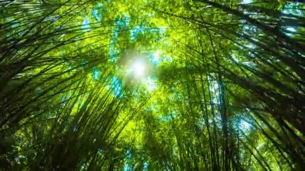Sol a través de soportes de bambú remolcadores — Vídeos de Stock
