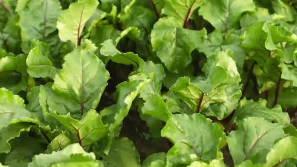 Rüben im Garten - grüne Blätter wiegen sich im Wind — Stockvideo