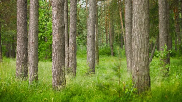 Bosque de pinos. Composición estática — Vídeo de stock