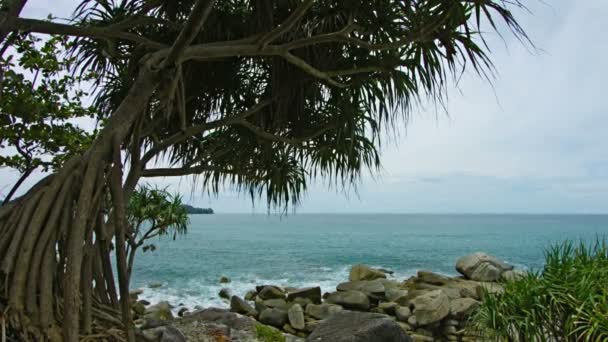 Paisaje nocturno. La costa rocosa del mar tropical. En las rocas que crecen Pandan — Vídeos de Stock