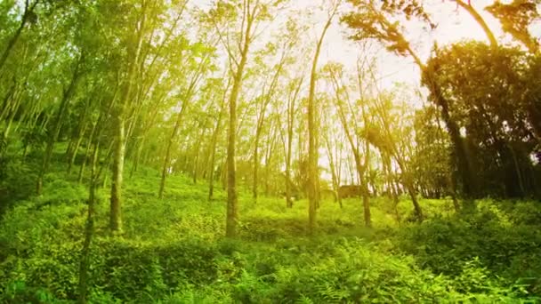 Ültetvény a gumifa (Hevea) egy napsütéses nyári napon. Thaiföld. Phuket — Stock videók