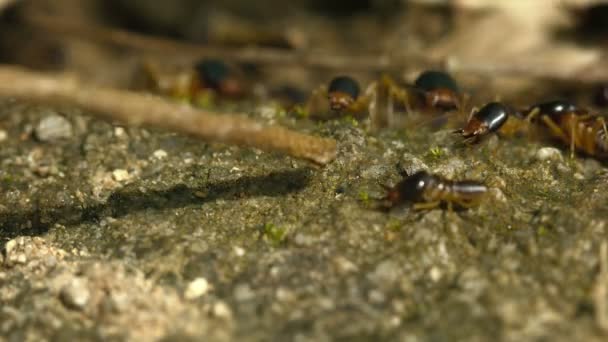 Termites soldats vs branche gros plan — Video