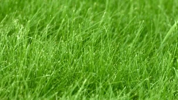 L'herbe sur la pelouse gros plan 