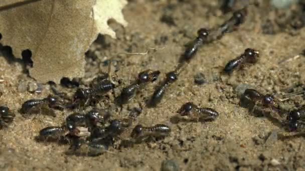 Working termites on the ground close-up — Stock Video