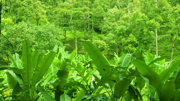 Trópusi erdők, cserjések, banán. Thaiföld. Phuket — Stock videók