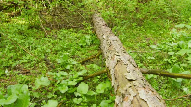 Hiking through the forest. Tree trunk lying on the ground and legs of a man — Stock Video