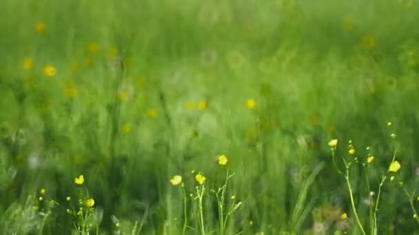 Hierba del prado con flores amarillas — Vídeo de stock