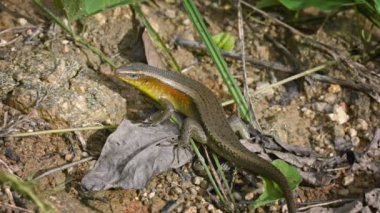 Büyük kertenkele zeminde - Skink. Tayland. Phuket Adası