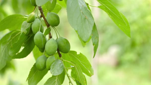 Гілка сливового дерева з зеленими фруктами крупним планом — стокове відео