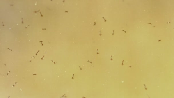 Larvas de mosquitos em poças de água lamacenta — Vídeo de Stock