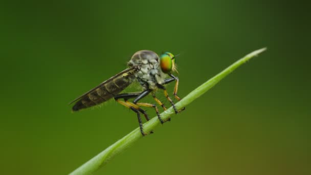 Vídeo UltraHD - Asilidae (mosca ladra) senta-se em uma lâmina de grama de perto. Tailândia — Vídeo de Stock