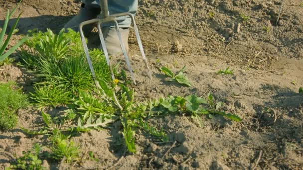 Controle de ervas daninhas na área do jardim — Vídeo de Stock