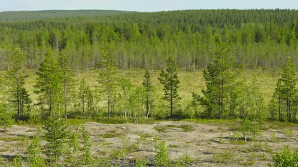 Northern landscape with pines and bog. Russia — Stock Video