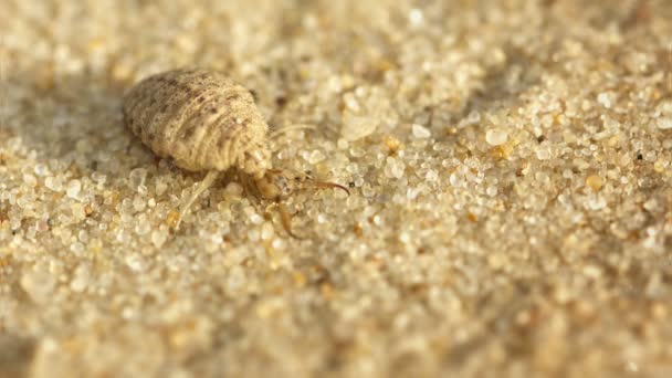 Mierenleeuwen larve burrows in het zand - macro — Stockvideo