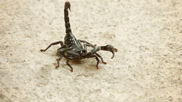 Asiatisk skogsskorpion (Heterometrus) i läge av försvar — Stockvideo